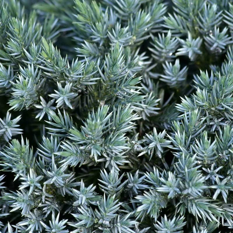 Jalowiec - Juniperus squamata Blue Star